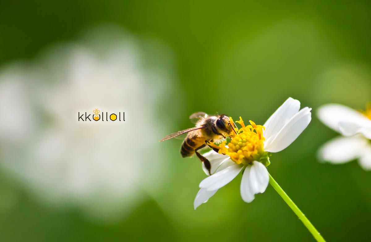 꿀올 - Delicious Honey Gifted by Nature